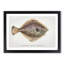 Illustration of a Flounder Fish by F.E. Clarke - Picture Frame Graphic Art Print-55579507-55579508