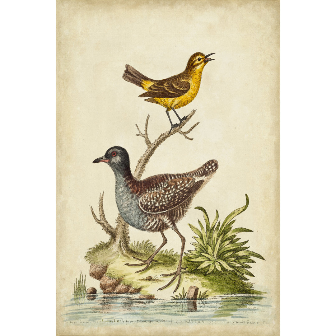 Leinwandbild Antique Bird Menagerie II von George Edwards