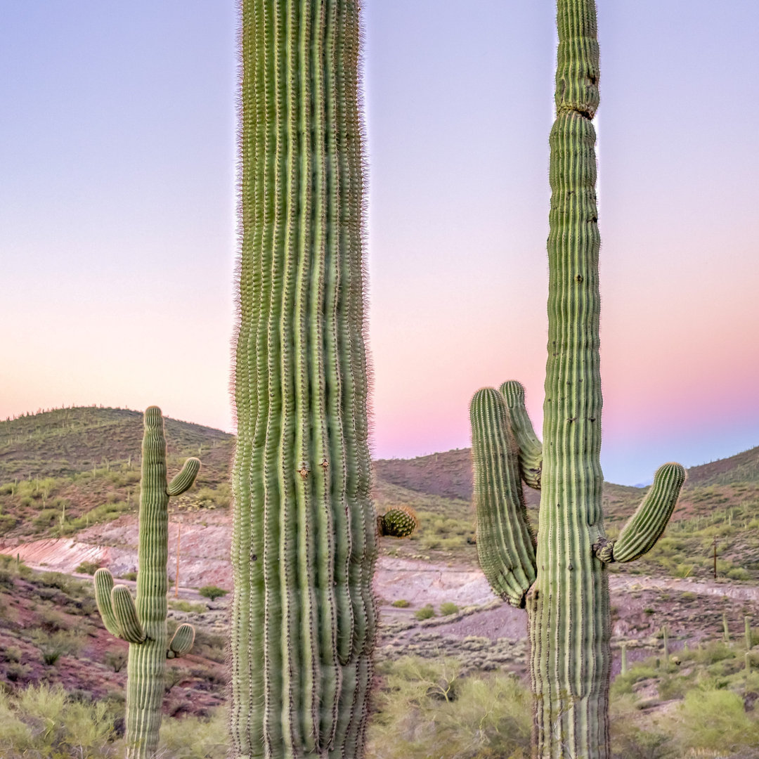 Saguaro Cactus In The Arizona Desert At Sunset