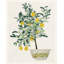 Toile tendue avec châssis Lark Manor ™ Stellar Design Studio: Lemon Tree II-1906361554