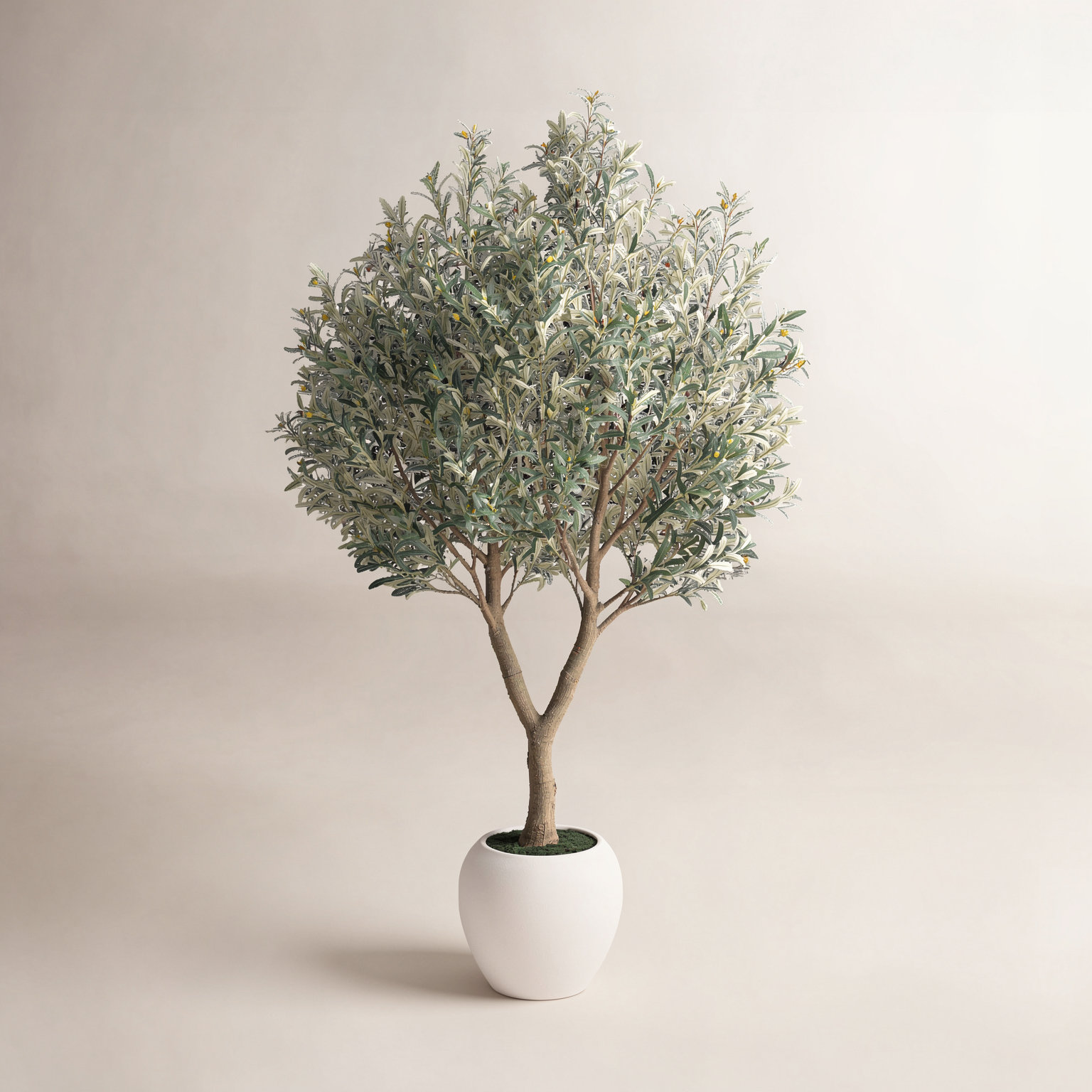 Ashwell 96" Olive Tree in Pot