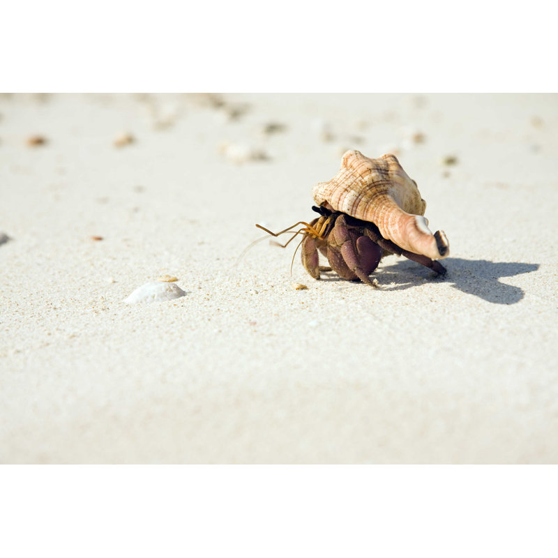 Hermit Crab on Beach - Photographie sur toile tendue, H 24 po x l 36 po