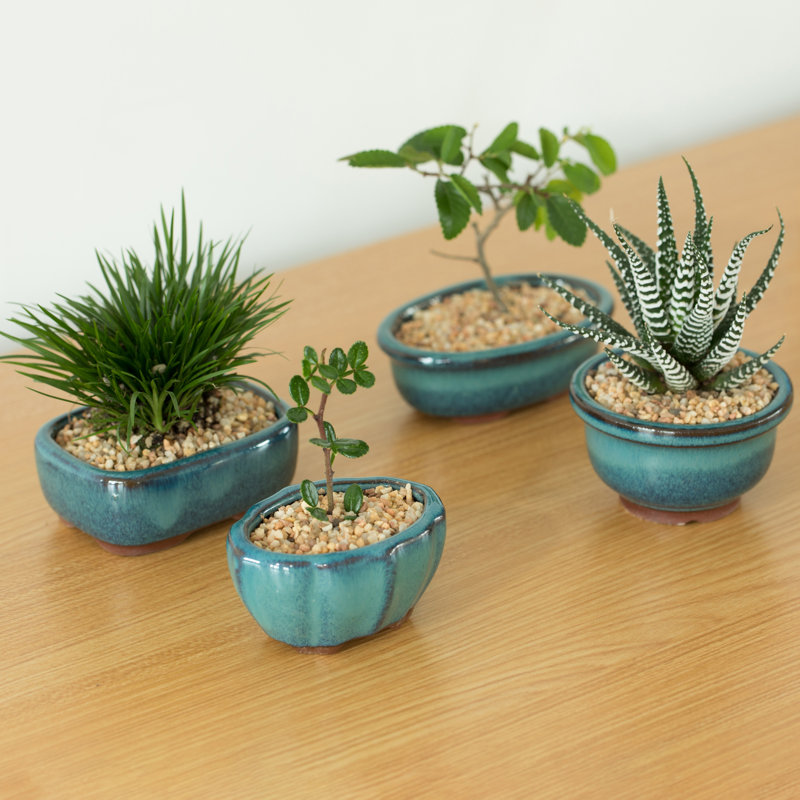 Ceramic Indoor / Outdoor Pot Planter