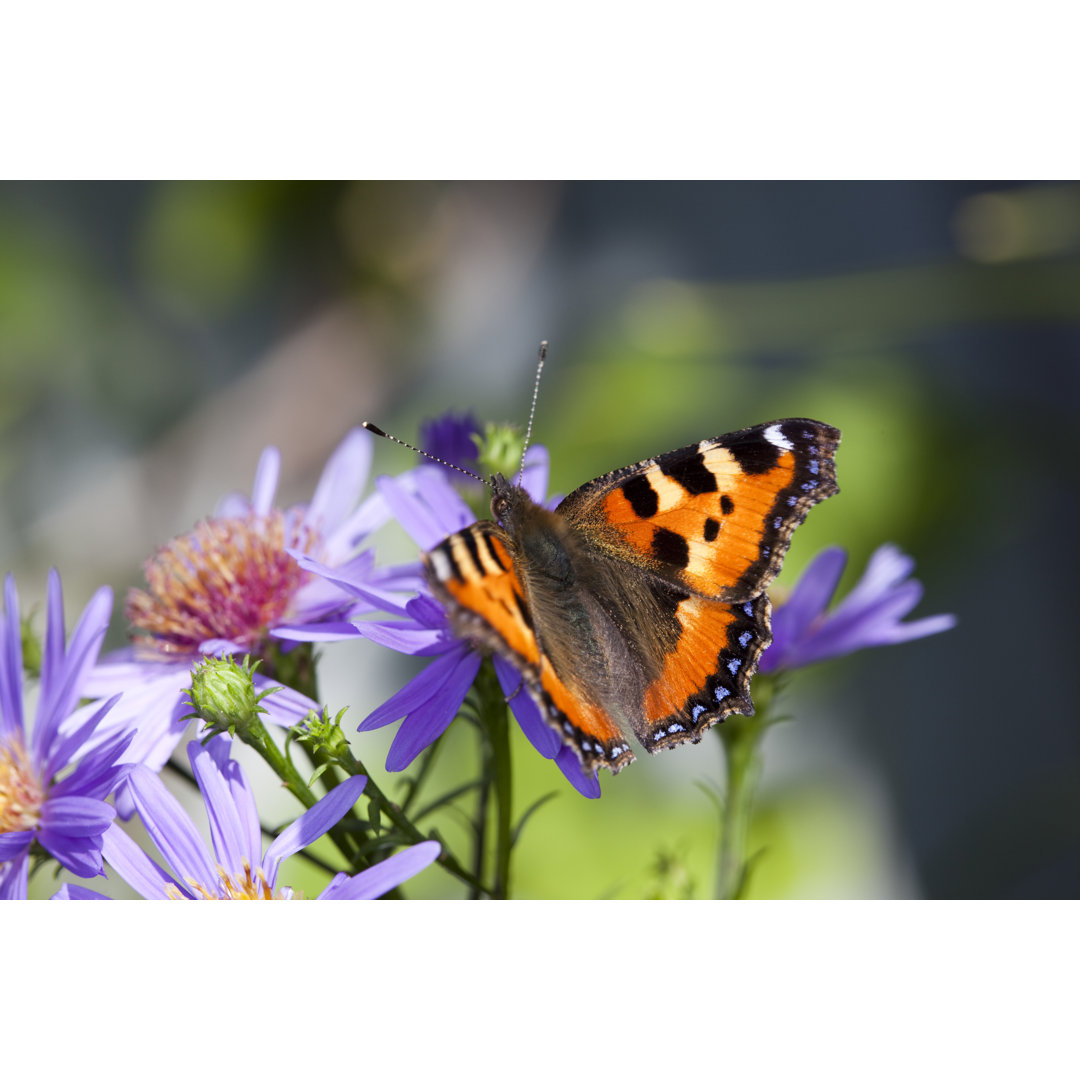 Schmetterling auf Gänseblümchen von AYImages - Drucken