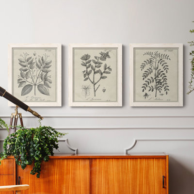 " Antique Black And White Botanical VII " 3 - Pieces
