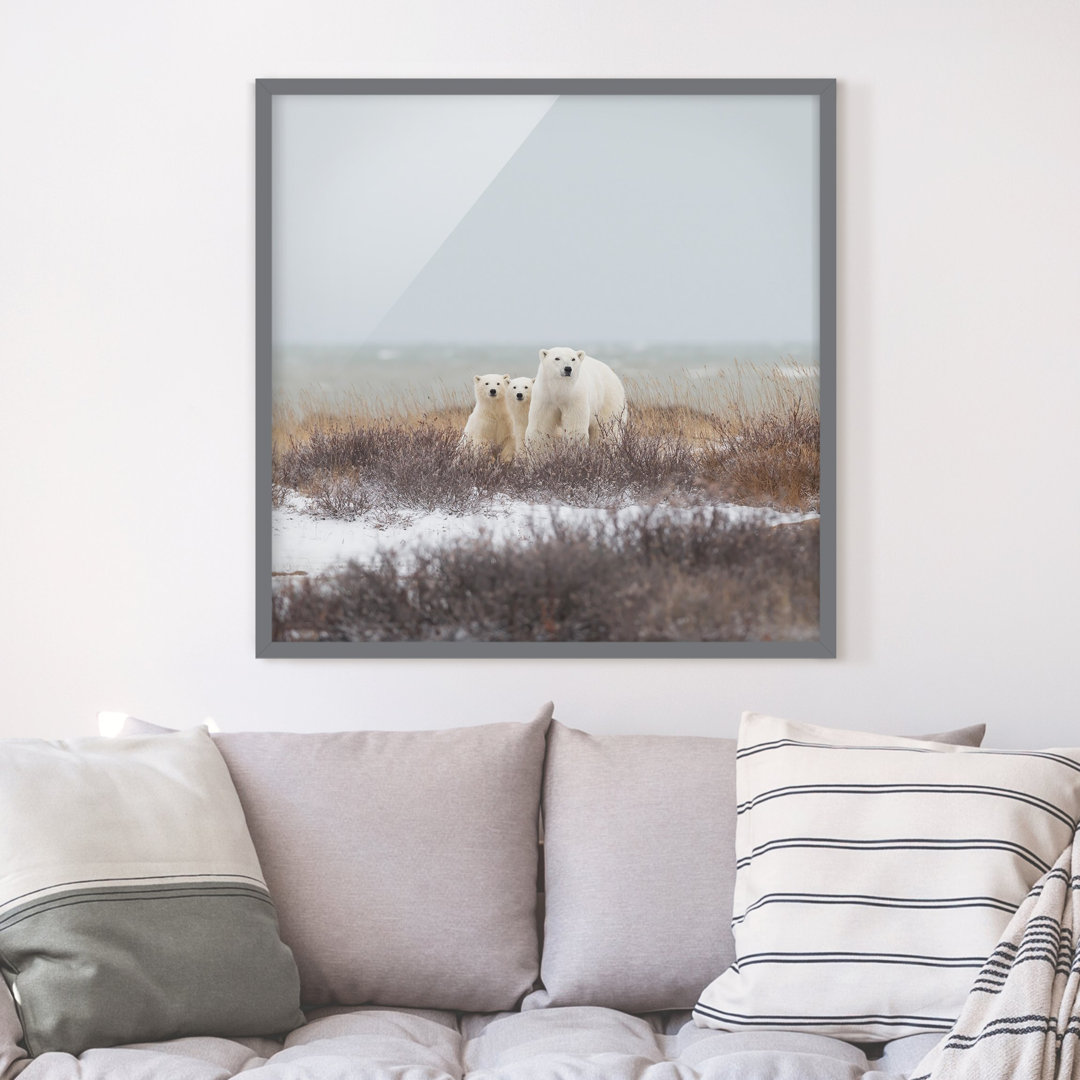 Gerahmter Grafikdruck Polar Bear and Her Cubs