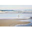 Lone Seagull by Sylvia Cook - Wrapped Canvas Print-249513030
