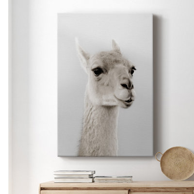 " Soft Llama "