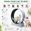 Cat Accessory