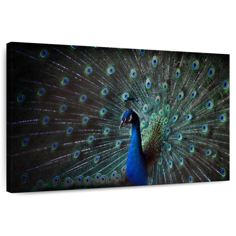 Noble Blue Peacock, 32" H x 48" W