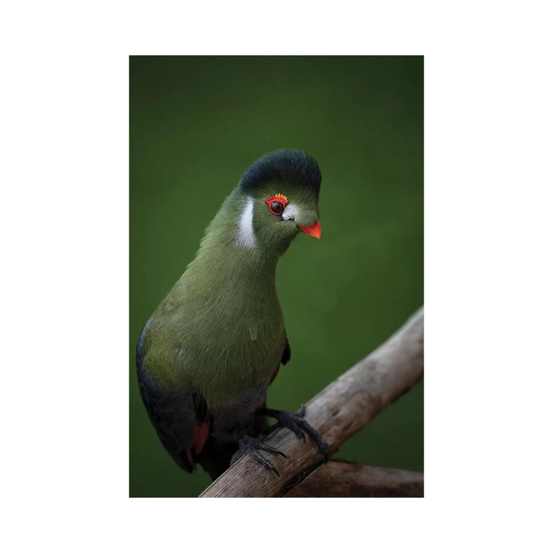 Strike A Pose - White-Cheeked Turaco by Mathilde Guillemot - Wrapped Canvas Print, 101.6 cm H x 66.04 cm W x 1.91 cm D