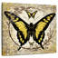 Abeille papillon Brampt II-109357817