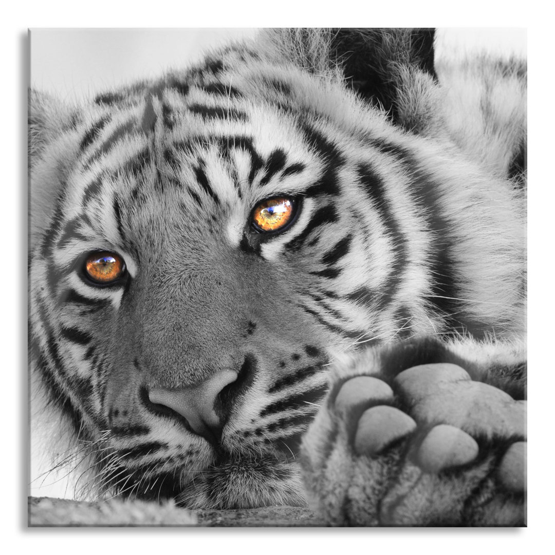 Glasbild Entspannter Tiger