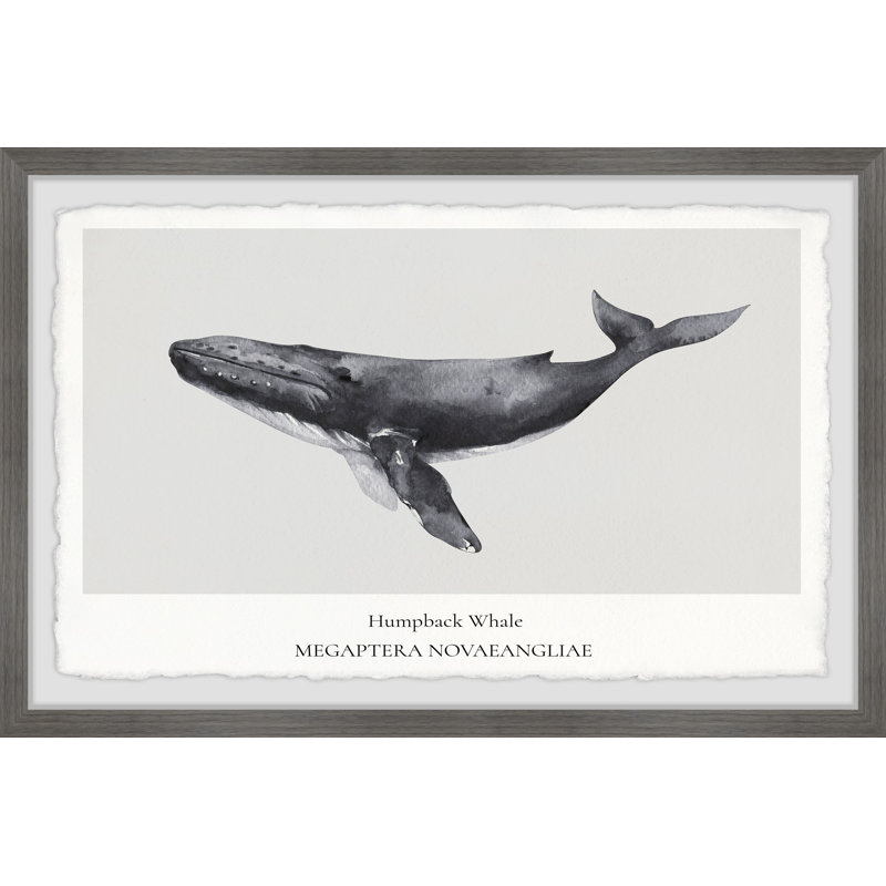 Megaptera Novaeangliae - Single Picture Frame Print, 20cm H x 30cm W x 3.81cm D