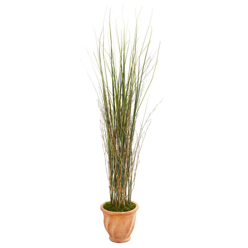 Grass and Bamboo Plant in Terra-Cotta Planter