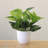 Faux Bonsai Plant in Plastic Pot-812064287-806538073