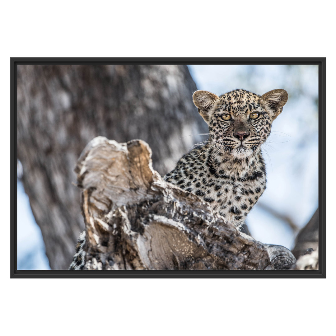 Gerahmtes Wandbild Leopardjunges auf Baum