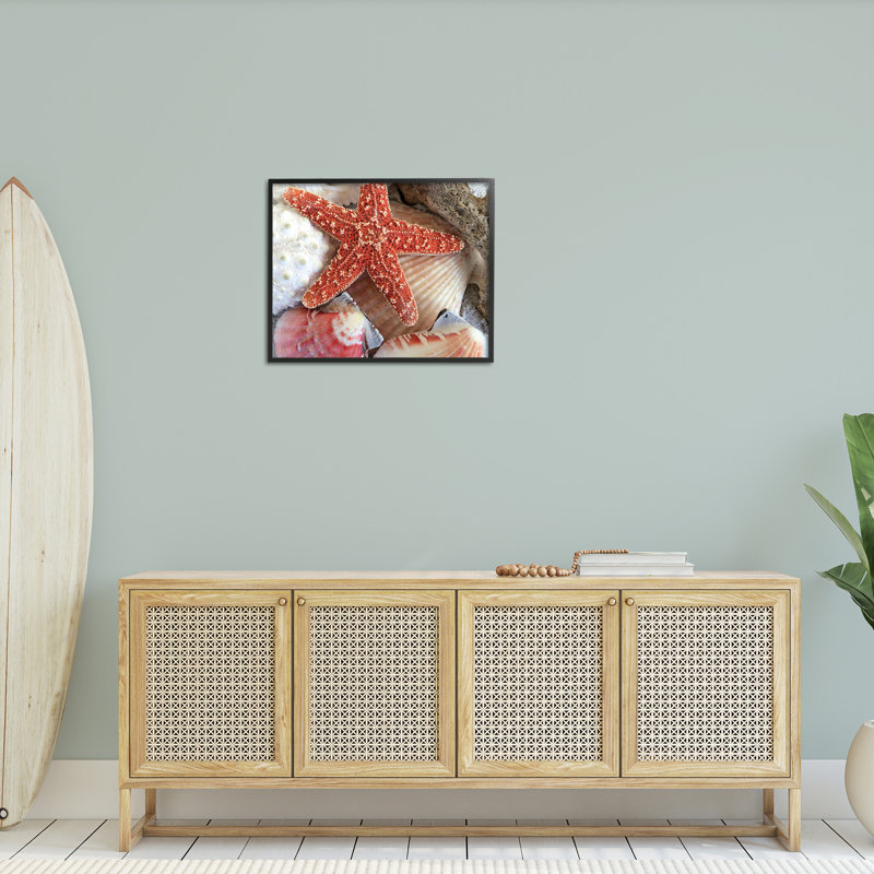 Bc-499_FG " Various Seashells Ashore " by Graffitee Studios, Midnight Black Framed Giclee, 24" H x 30" W
