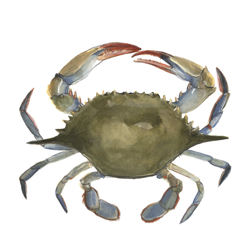 Watercolor Crab II by Emma Scarvey - Wrapped Canvas Painting, 30cm H x 30cm W
