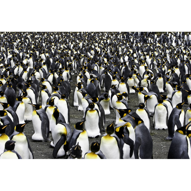 King Penguin Colony par Mlenny, H 8 po x l 12 po
