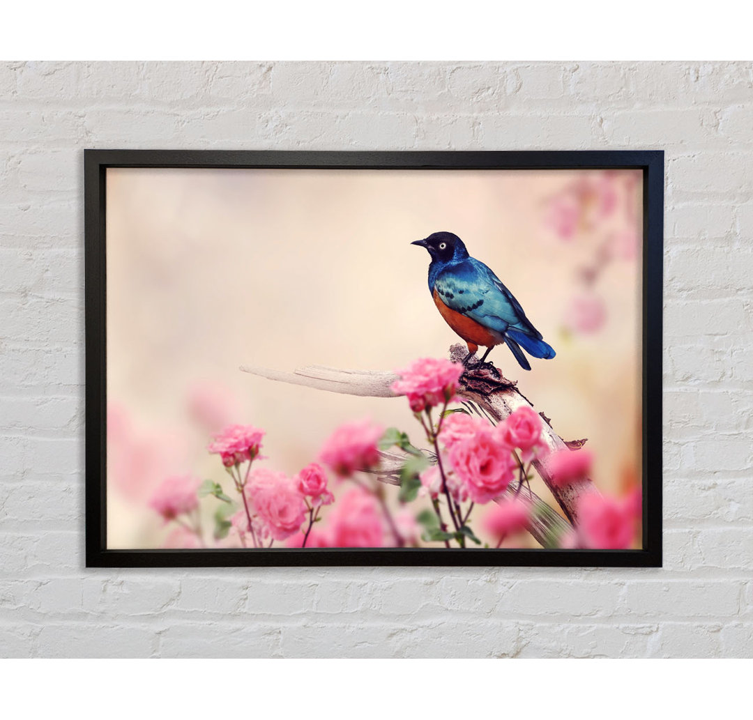 Blauer Vogel in der Kirschblüte Gerahmter Druck