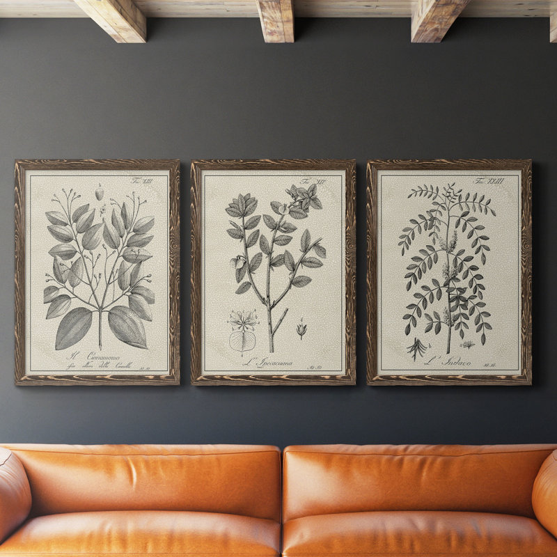 Antique Black and White Botanical VII - Ensemble de 3 reproductions d'art sur toile, H 37,5 po x l 82,5 po, Noyer