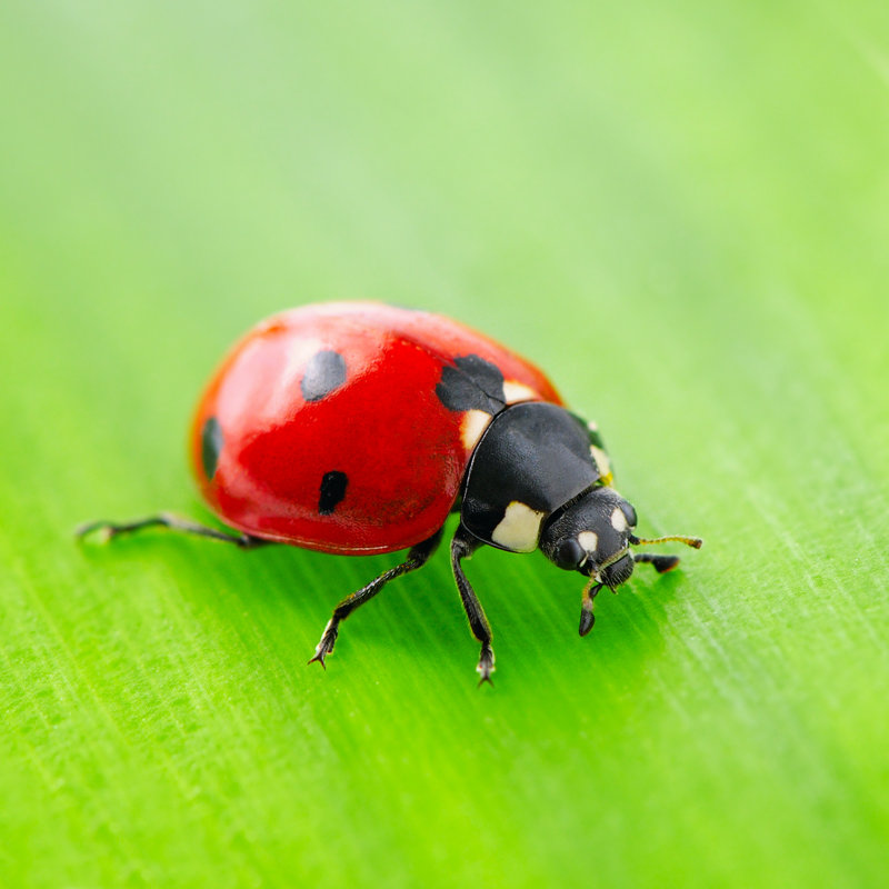 Ethelyn Ladybug by Serg_Velusceac - Wrapped Canvas Print, 122cm H x 122cm W x 3.8cm D