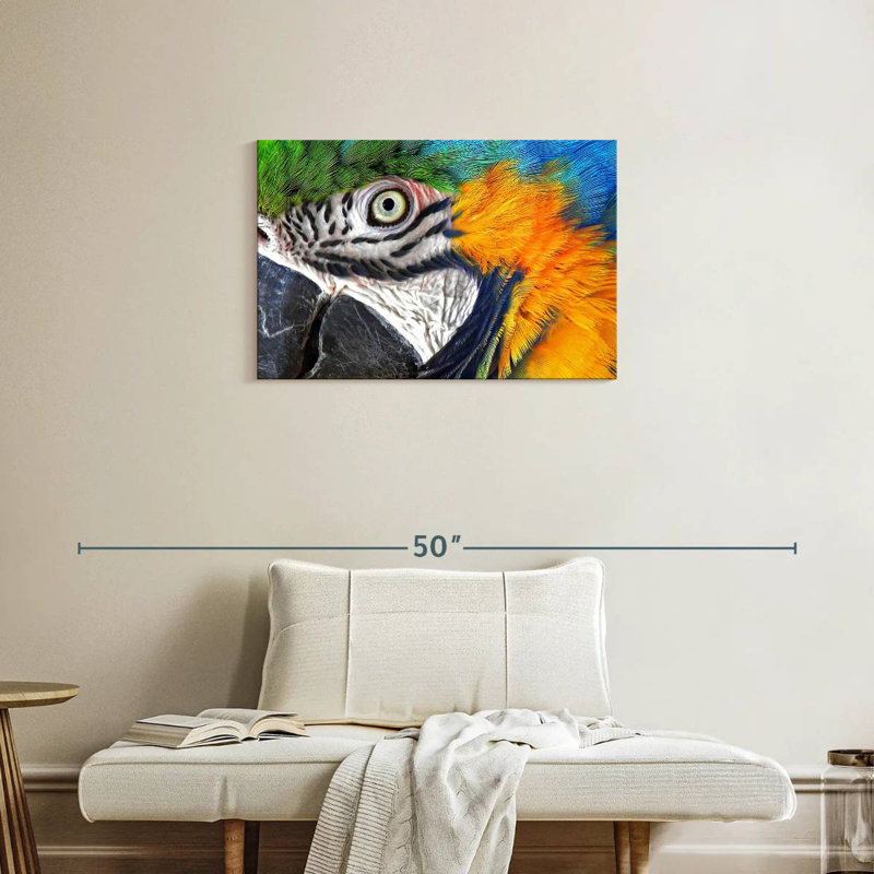 Brampt Macaw Eye, H 20 po x l 30 po