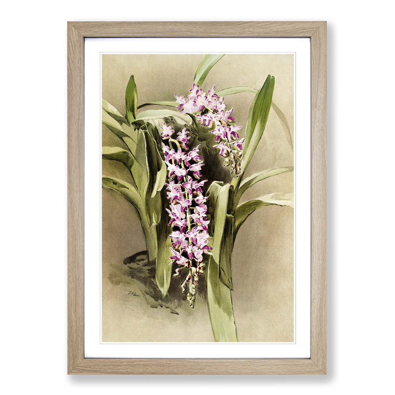 Magnolia Flowers Illustration Tab. 81 by Frederick Sander - Picture Frame Painting Print, 50cm H x 35cm W x 2cm D, Oak
