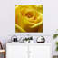 Rose jaune Harnek-109388624