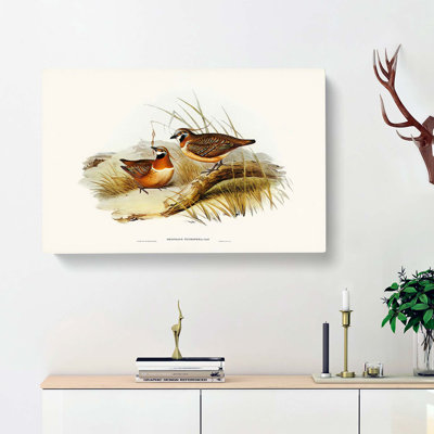 Plumed Bronze-Wing Partridges by Elizabeth Gould - Wrapped Canvas Painting