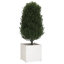 Alasiah Wood Planter Box-1696373215-1696373210