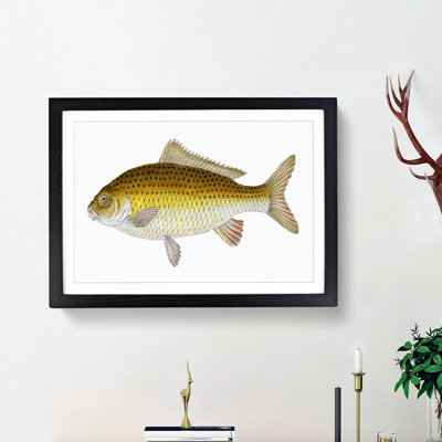 Yellow Carp Fish by Edward Donovan - Framed Print