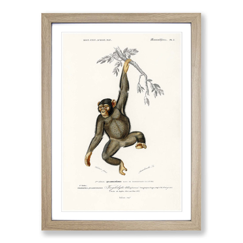 Chimpanzee by Charles D'Orbigny - Picture Frame Painting Print on MDF, 65cm H x 48cm W x 2cm D, Oak Framed