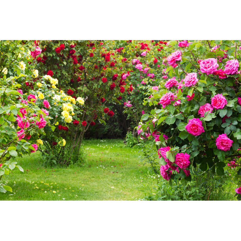 Rosebush by Pressdigital - Wrapped Canvas Print, 12"H x 18"W