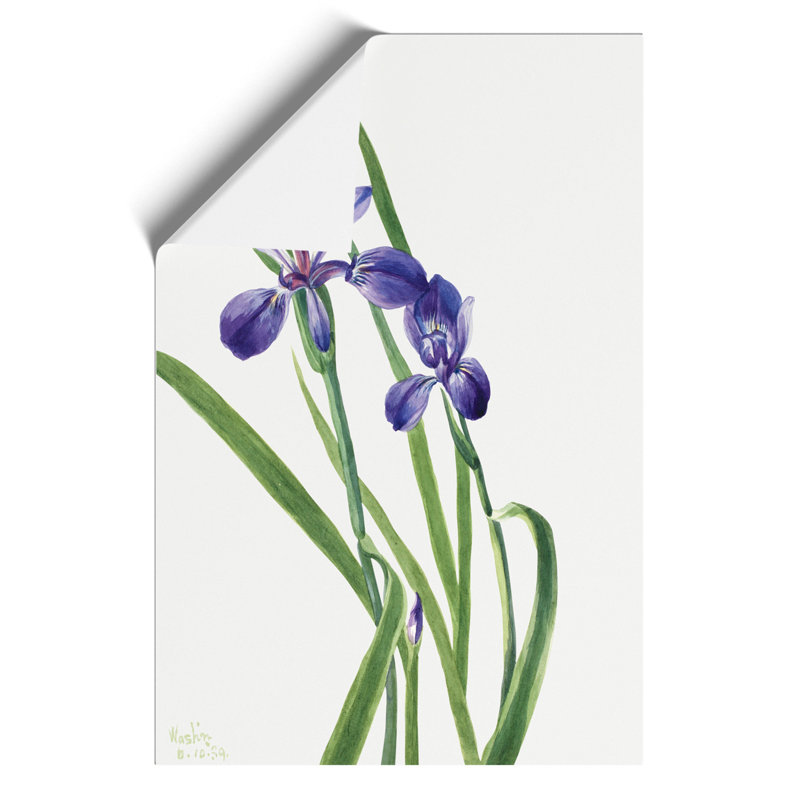 Iris by Mary Vaux Walcott - Frameless Print, 42cm H x 30cm W x 0.1cm D