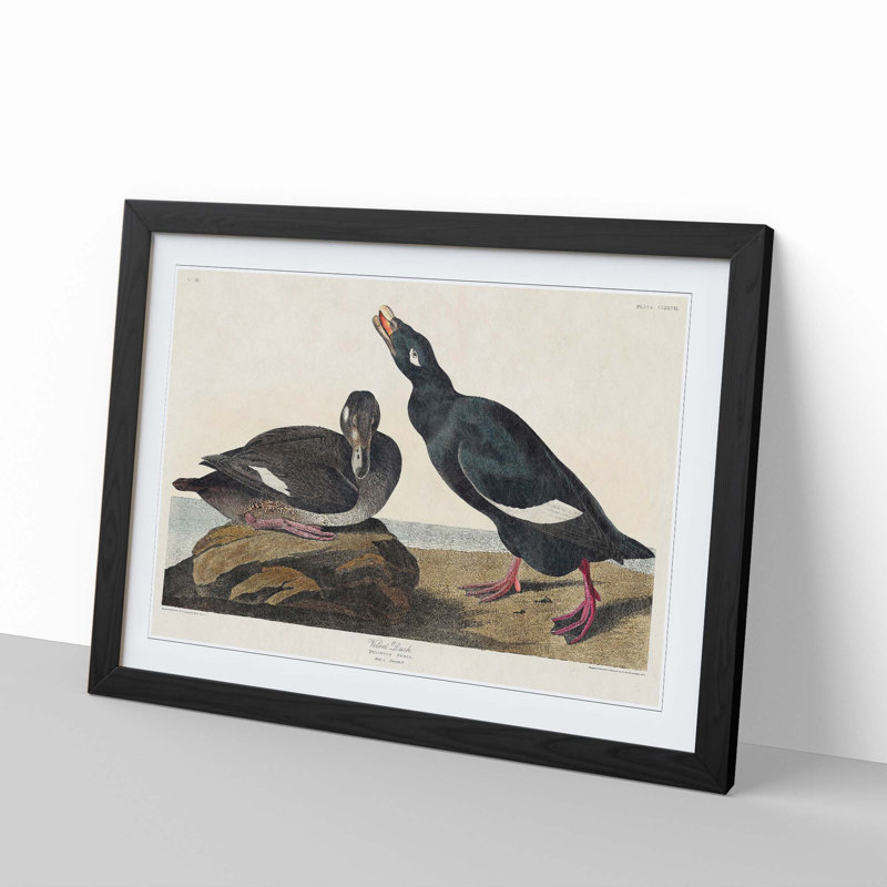 Velvet Duck by John Audubon - Picture Frame Painting Print, Black Framed, 48cm H x 65cm W x 2cm D