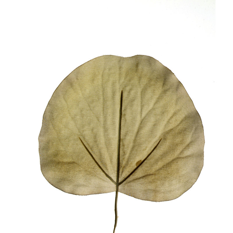 Feuille de galax artificielle à feuillage diy