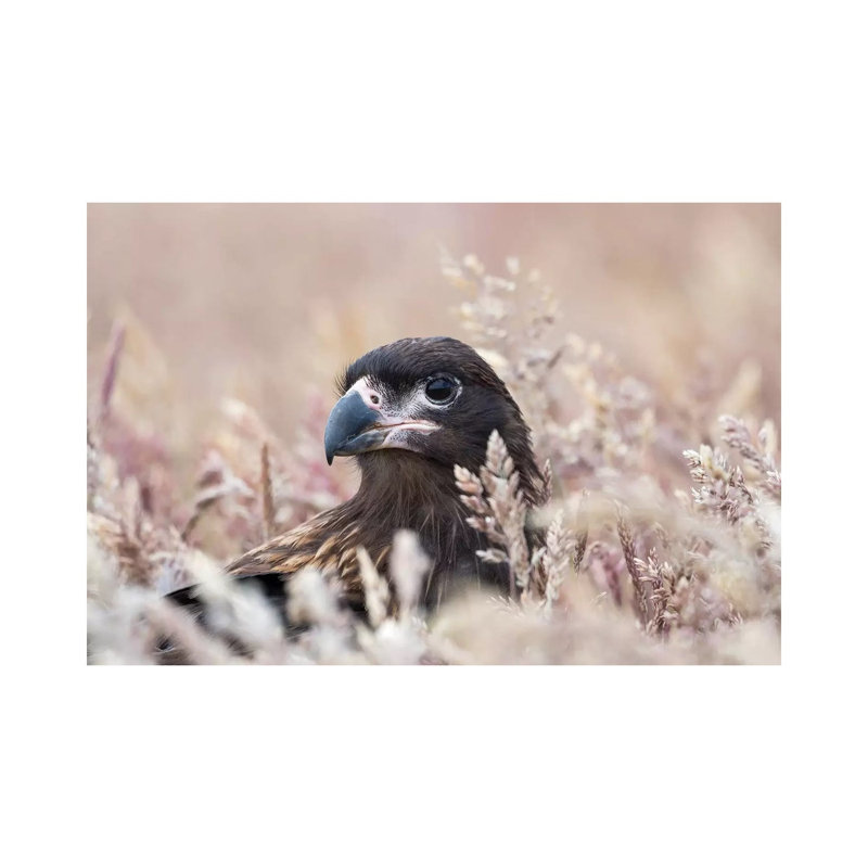 Juvenile Striated Caracara, Protected, Endemic To The Falkland Islands. by Martin Zwick - Wrapped Canvas Print
