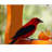Birds Choice 2-Cup Nectar and Jelly Oriole Feeder, Orange