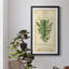 Linnaean Botany I - peinture sur toile encadrée-1846193338-1846193312