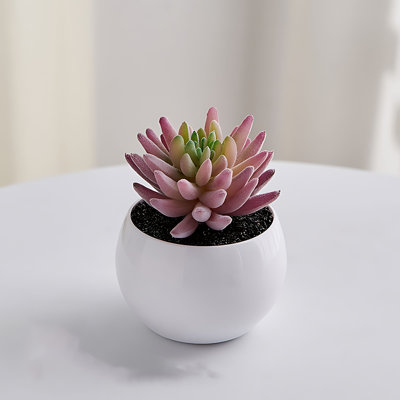 Plante grasse de 5,12 po