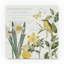 «Citron Curiosities III» par Katie pertiet - impression sur toile-115934040