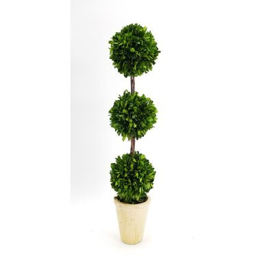 Topiaire en pot 20" préservé buis