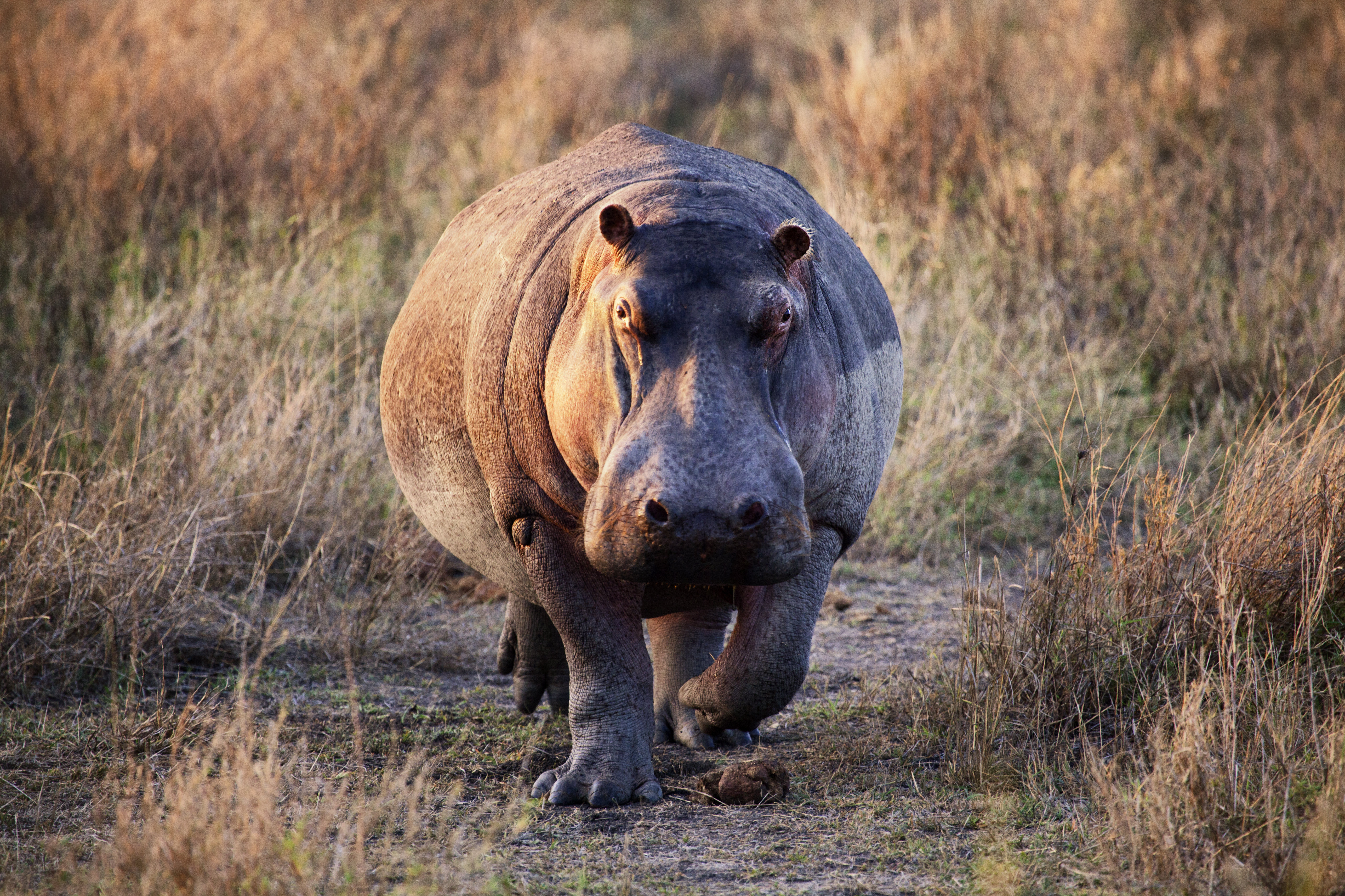 Alpen Home Hippo At Sunrise by Nicolamargaret - Print | Wayfair.co.uk