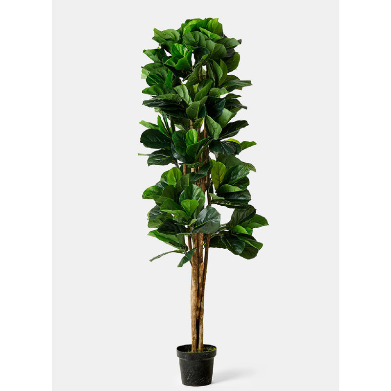 Arbre de figues à feuille en pot