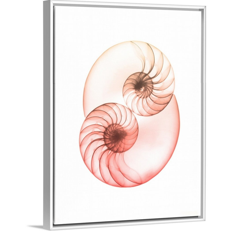 "Sunset Shell 1" par Albert Koetsier, reproduction d’art sur toile, H 26 po x l 20 po x P 1,75 po, Toile blanche encadrée