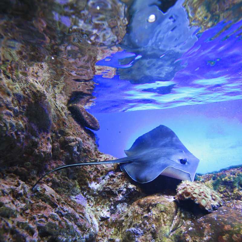 Stingray par Ivanmikhaylov - photographie sur toile tendue, L 36 po x H 36 po
