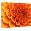 « large fleur orange et pétales », impression sur toile tendue-912385403-917871067