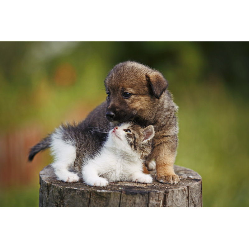 Cute Puppy And Kitten by Wissanu - Wrapped Canvas Print, 30cm H x 46cm W x 3.8cm D